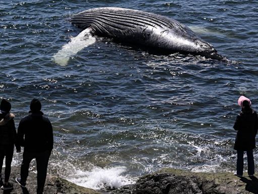 What's next for dead whale?