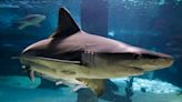 'Sharks At High Risk Of Extinction'