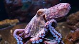 Oldest known sex chromosome emerged 248 million years ago in an octopus ancestor