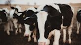 The Gas From Cow Burps Could Be the Easiest Greenhouse Gas to Get Rid Of