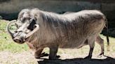 Zoo Boise's Vinnie the warthog gets special care for arthritis
