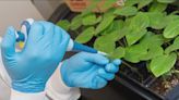 UC San Diego research study: Plant virus effective in fighting cancer