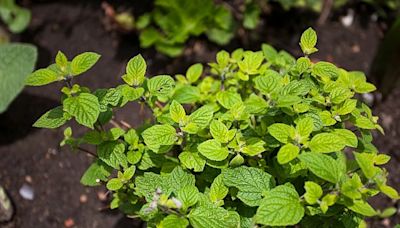 Muña: la planta medicinal de los Andes peruanos que combate la gastritis, alivia las enfermedades respiratorias y fortalece los huesos