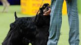 Westminster dog show is a study in canine contrasts as top prize awaits