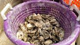 Chesapeake Bay oyster restoration expected to hit 2025 goal