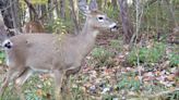 Chronic wasting disease: Death of 2 hunters in US raises fear of 'zombie deer'