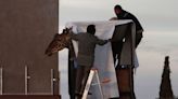 Giraffe transported 2,000 km to cooler climes following campaign by environmental activists