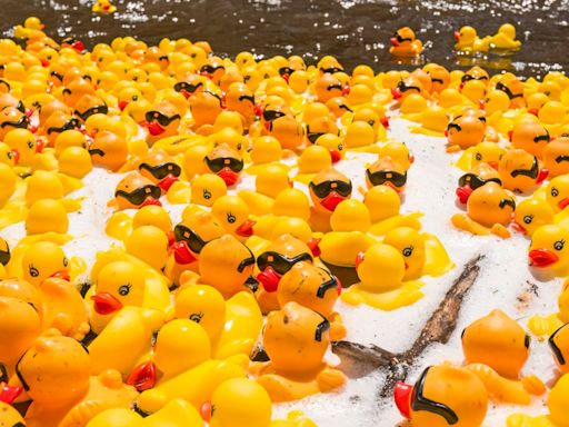 Another big year for the Estes Park Rotary Duck Race Festival