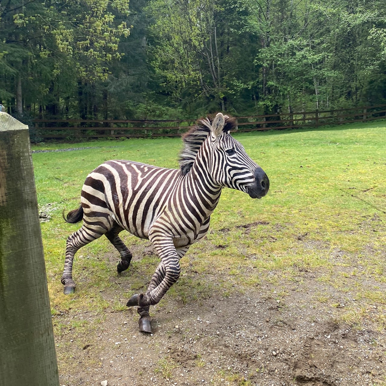 Zebra caught on camera, remains at large in Washington