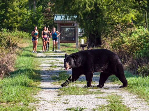 DeSantis signs bill allowing people to shoot Florida bears in self defense. What to know