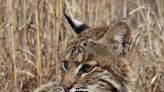 Unusually bold bobcat shot after it attacks animals, stalks people in small Iowa town