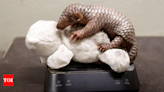 Prague zoo celebrates rare birth of endangered species: Meet baby Chinese Pangolin - Times of India