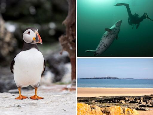 ‘Magical underwater world’ in the North East among best UK coastal diving spots