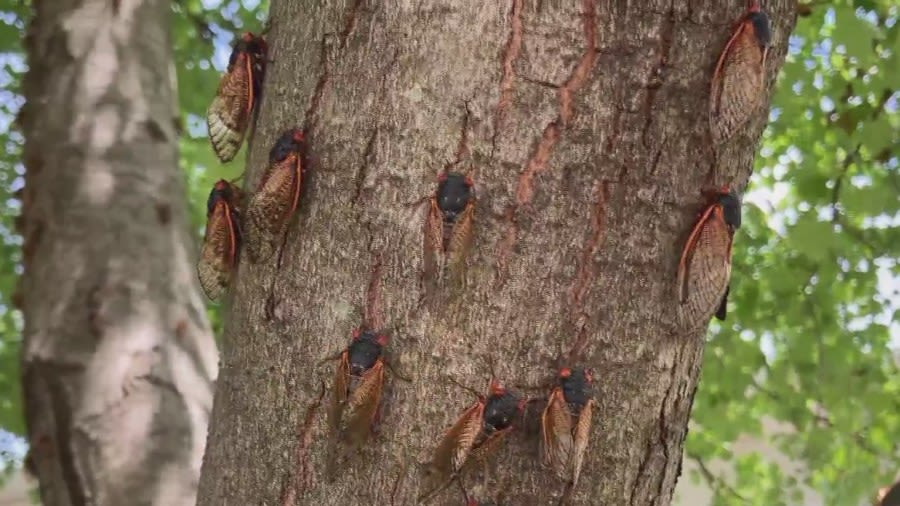 Emergence Convergence Festival celebrates cicadas in Champaign