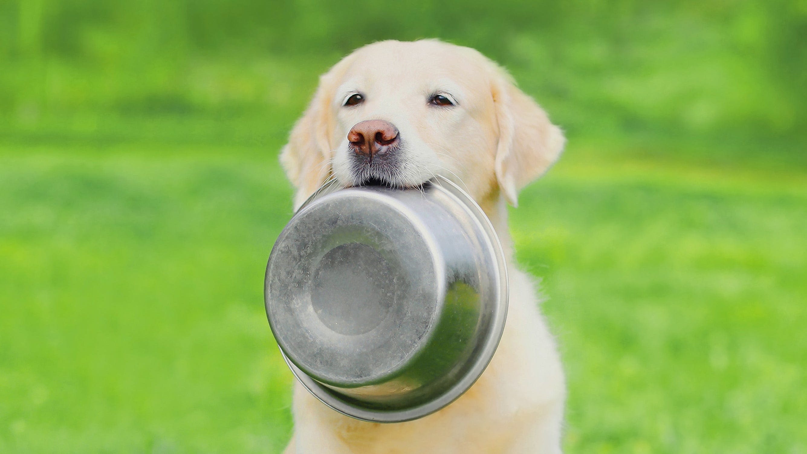 Can dogs eat watermelon? Ways to feed your pup fruit safely.