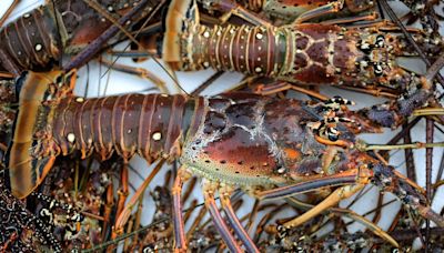 Mini-lobster season 2024: Here’s what to know before catching crustaceans in Florida