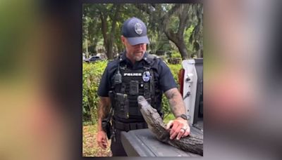 ‘We can’t cuff him’: JSO removes nuisance gator from 104-year-old woman’s home