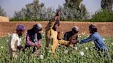 Opium production increases 32% in Taliban-ruled Afghanistan