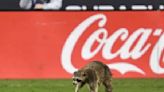 Mapache invade la cancha en el Philadelphia Union vs NYC FC