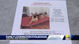 Anne Arundel County family offers reward for stolen, injured dog