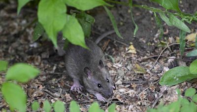 9 Things That Are Secretly Attracting Rats to Your Home (And What to Do About It)