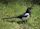 Eurasian magpie