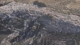 EPA: Chiquita Canyon Landfill operators violated Clean Air Act