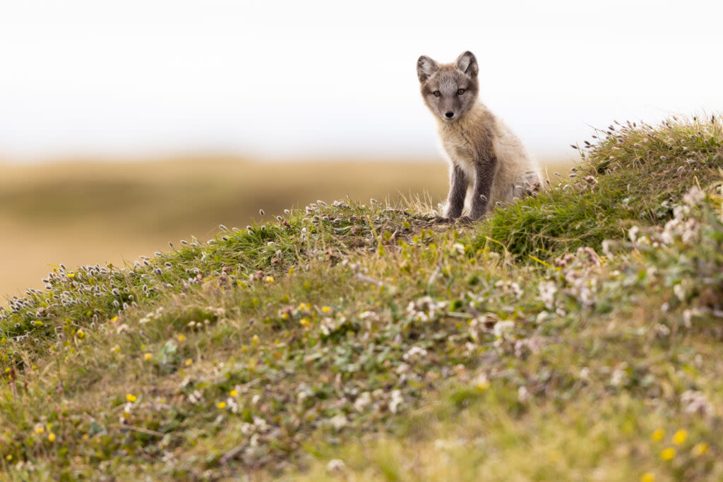 Federal bill would add veterinary care to IHS duties to address rabies, other risks in rural Alaska