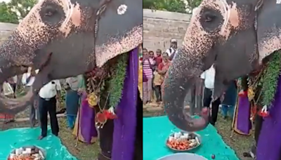 WATCH: Elephant Enjoys Special Thaali During Birthday Celebration In Heartwarming Video