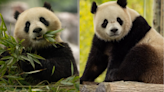 Meet Bao Li and Qing Bao, the National Zoo's newest panda pair