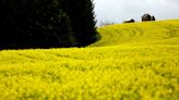 Oregon considers permanent restrictions on growing canola in the Willamette Valley