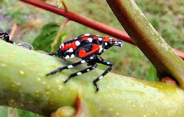 The spotted lanternfly is here, and Long Island winemakers are watching out