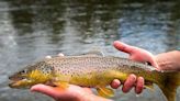 DNR says only concern in Prairie River designation is brown trout survival