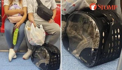 Couple brings cats in carrier on board train even though pets not allowed on MRT