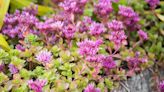 How to Grow and Care for Sedum Spurium (Two-Row Stonecrop)