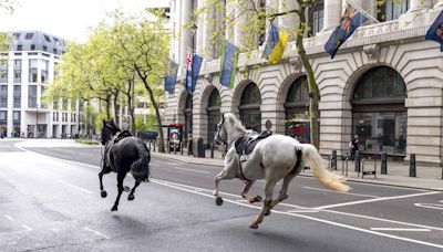 Caballos sueltos causan caos en Londres; dejan al menos 4 heridos