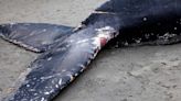 World's Rarest Species of Whale Washes Up on New Zealand Beach