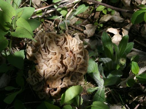 Morning 4: What to know before morel mushroom hunting in Michigan -- and other news