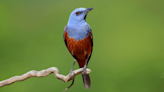 Image of Extremely Rare Bird Captured in Oregon Has People Awestruck