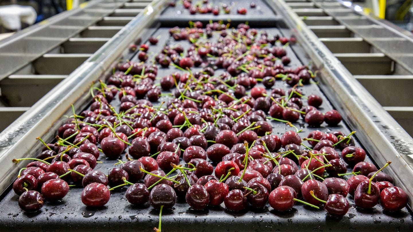 GAIA Investment installs new automated cherry sorting and packing line