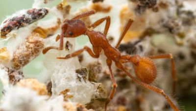 When a massive asteroid wiped out the dinosaurs, ants began farming fungi