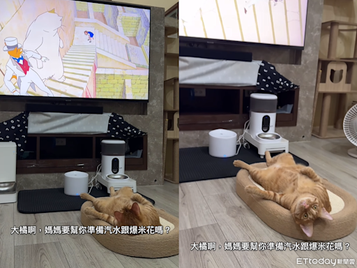 8.5KG橘貓躺電視前看《貓的報恩》 媽問：要準備爆米花跟汽水嗎