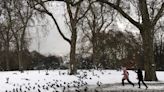 Bruselas se suma al control de las plagas de palomas urbanas con pienso anticonceptivo