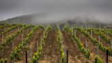 Constellation Brands snaps up California winery Sea Smoke