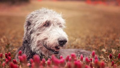 Irish Wolfhound Is a Total Swiftie and Even Has a Favorite Song