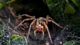 Man Claims Peruvian Wolf Spider Laid Eggs Inside His Toe