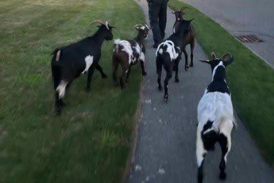 Look: 15 goats flee work site, scatter in Massachusetts town