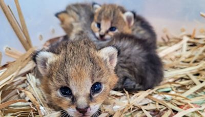 Jungle Cat Kittens Rehabilitated, Released In Maharashtra; Images Inside