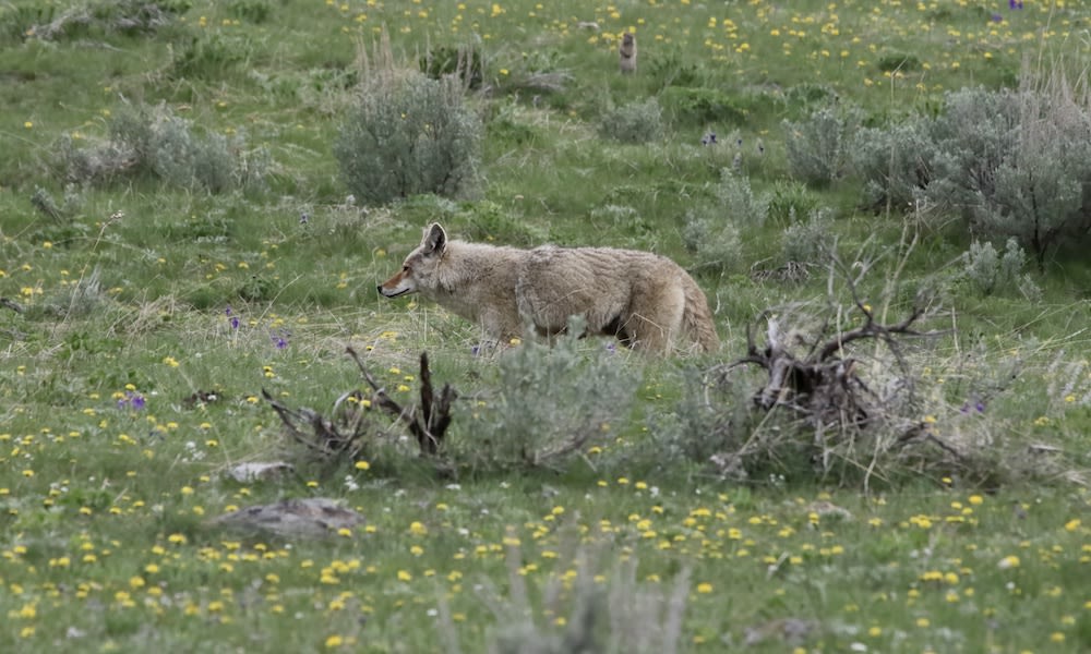 Yellowstone coyote not alone; can you spot the other mammal?