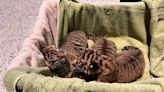 Nashville Zoo's first Sumatran tiger cubs are doing fine but they won't have names just yet. See the new photos.